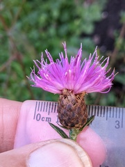 Centaurea debeauxii