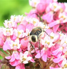 Trichiotinus affinis