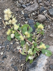 Alternanthera pungens