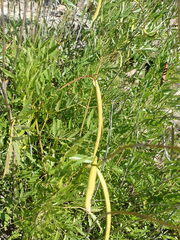 Tecoma stans angustata