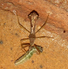 Nagusta