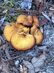 Omphalotus subilludens