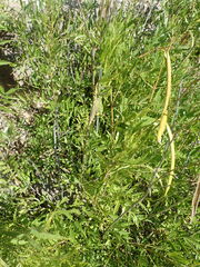 Tecoma stans angustata