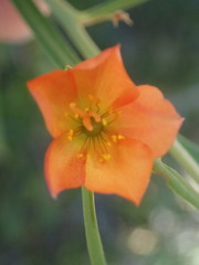 Talinum aurantiacum