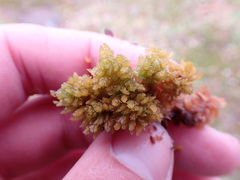 Sphagnum compactum