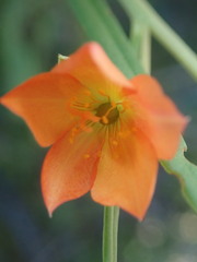 Talinum aurantiacum