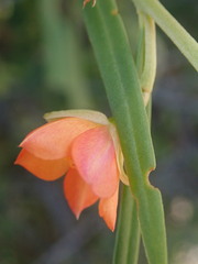Talinum aurantiacum
