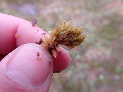 Sphagnum compactum