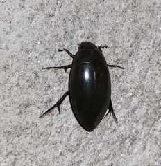 Hydrophilus