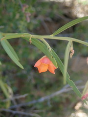 Talinum aurantiacum