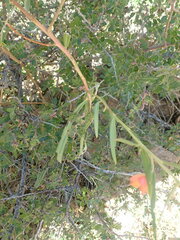 Talinum aurantiacum