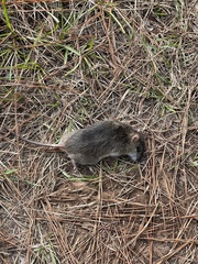 Oryzomys palustris