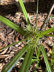Cyperus hypochlorus