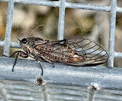 Atrapsalta furcilla