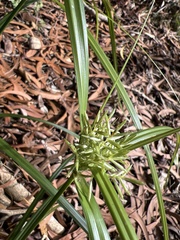 Cyperus hypochlorus