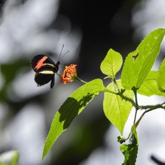 Heliconius