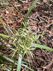 Cyperus hypochlorus