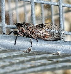 Atrapsalta furcilla