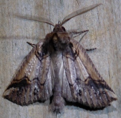 Declana junctilinea