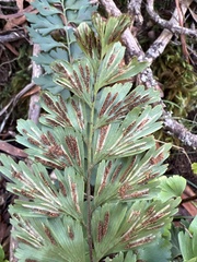 Asplenium aethiopicum
