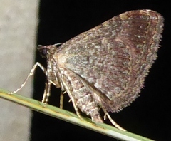 Larentiinae