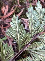 Asplenium aethiopicum