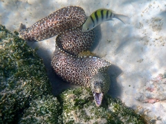 Muraena lentiginosa