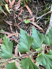 Asplenium aethiopicum