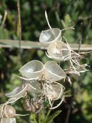 Menodora