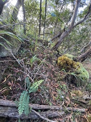 Asplenium aethiopicum