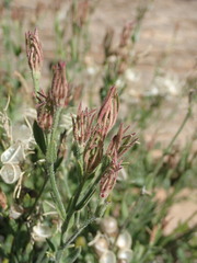 Menodora