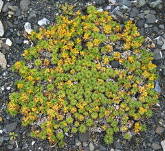 Azorella trifurcata