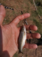 Sarmarutilus rubilio