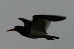 Haematopus leucopodus