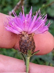 Centaurea debeauxii