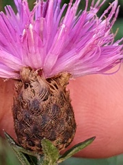Centaurea debeauxii