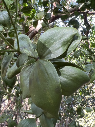 Exocarpos luteolus