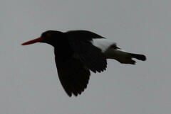 Haematopus leucopodus