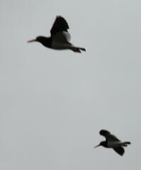 Haematopus leucopodus