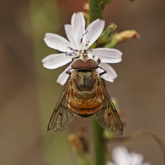 Copestylum haagii
