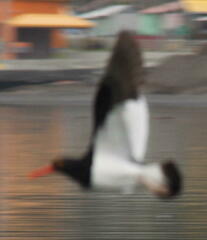 Haematopus leucopodus