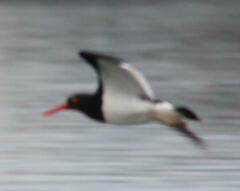 Haematopus leucopodus