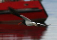 Haematopus leucopodus