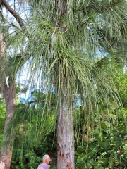 Casuarina equisetifolia