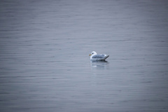 Larus glaucoides kumlieni