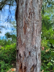 Casuarina equisetifolia