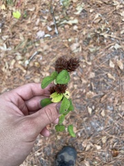 Lespedeza hirta