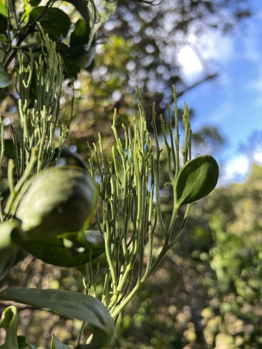 Exocarpos luteolus observed 2022-11-22