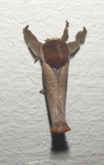 Lebedodes rufithorax