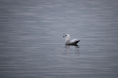 Larus glaucoides kumlieni